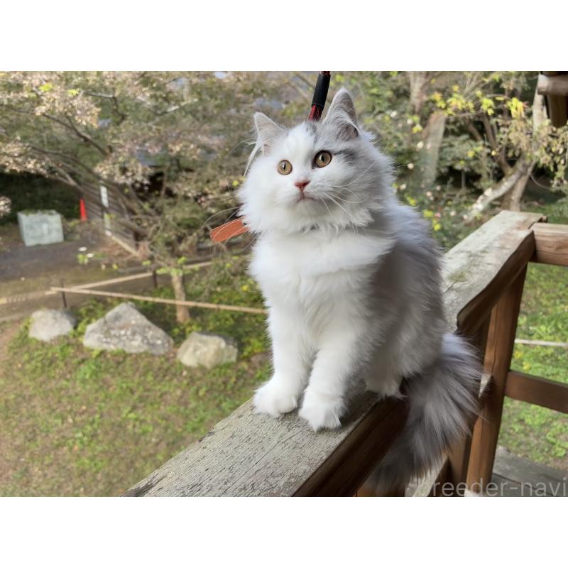 販売中の東京都のサイベリアン-124006の3枚目