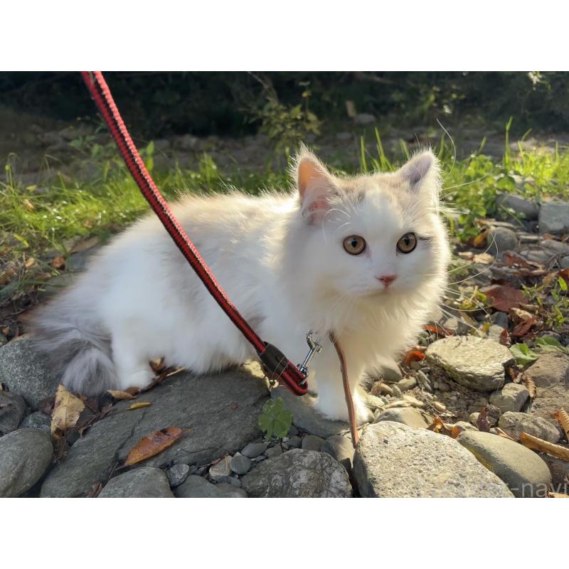 販売中の東京都のサイベリアン-124006の2枚目