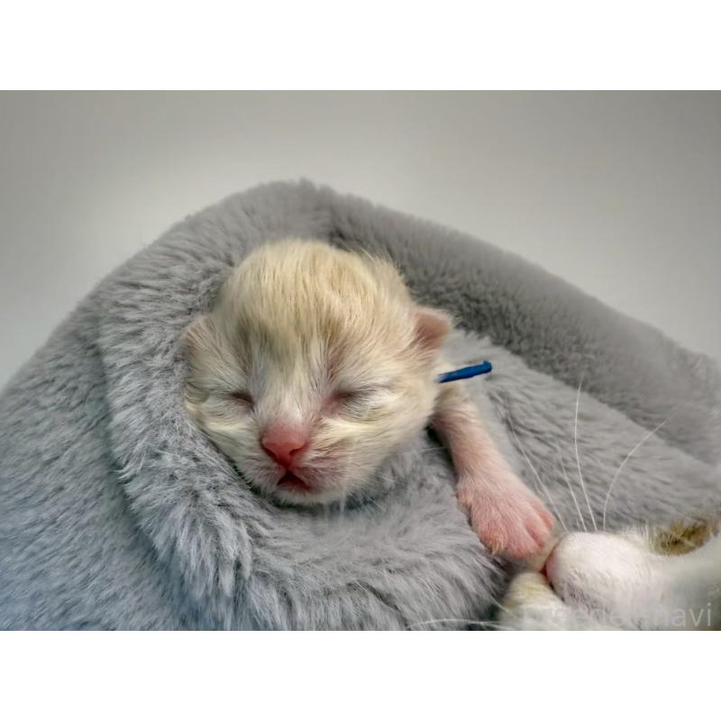 販売中の千葉県のラガマフィン-131380の5枚目