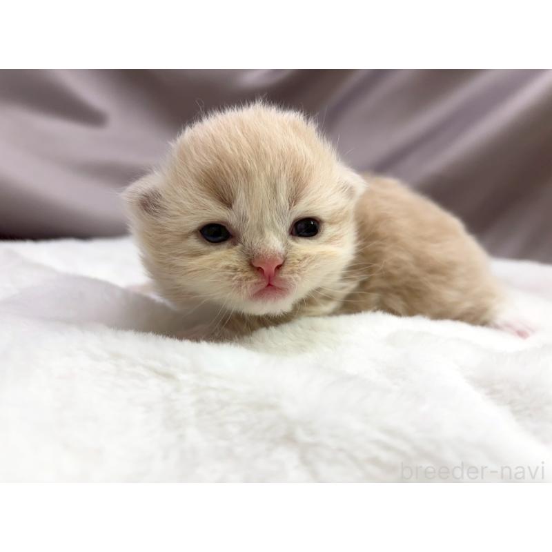 販売中の千葉県のラガマフィン-131380の4枚目