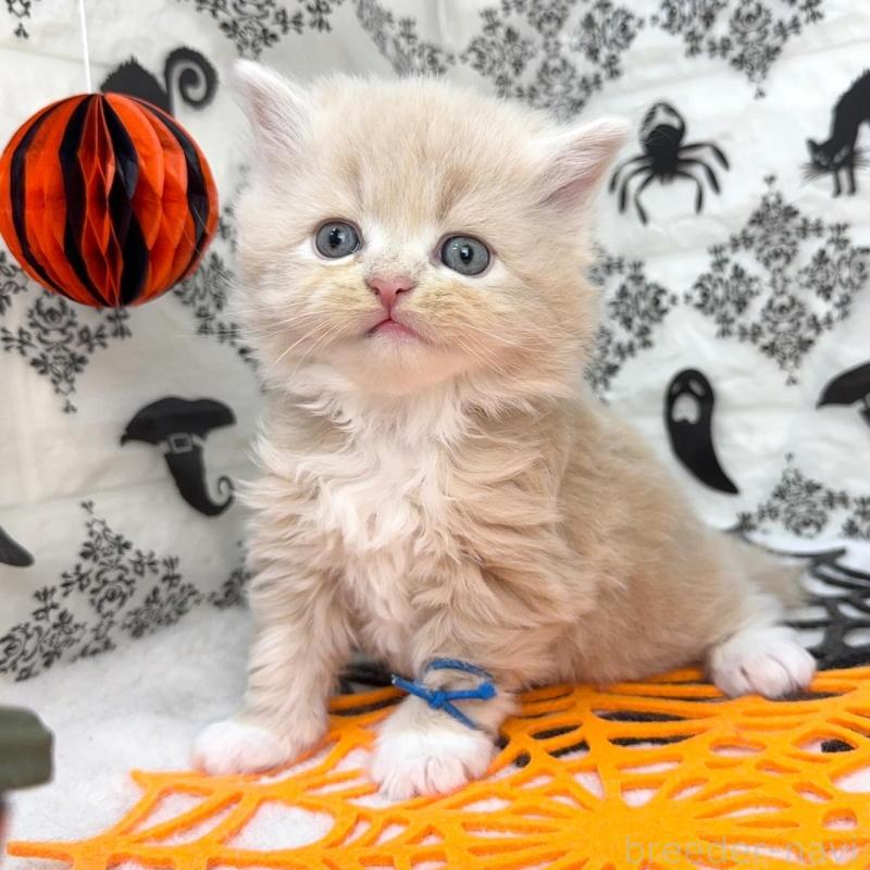 販売中の千葉県のラガマフィン-131380の3枚目