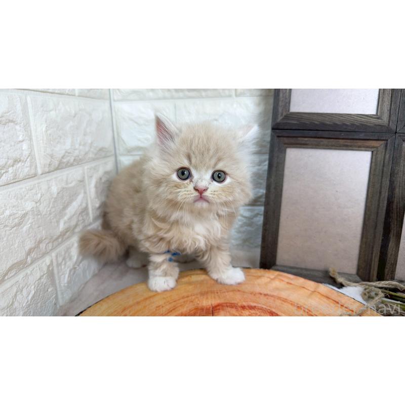 販売中の千葉県のラガマフィン-131380の2枚目