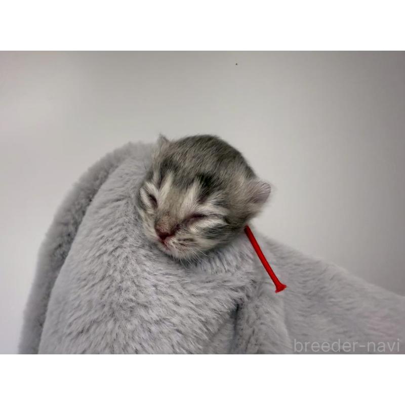 販売中の千葉県のラガマフィン-131381の5枚目