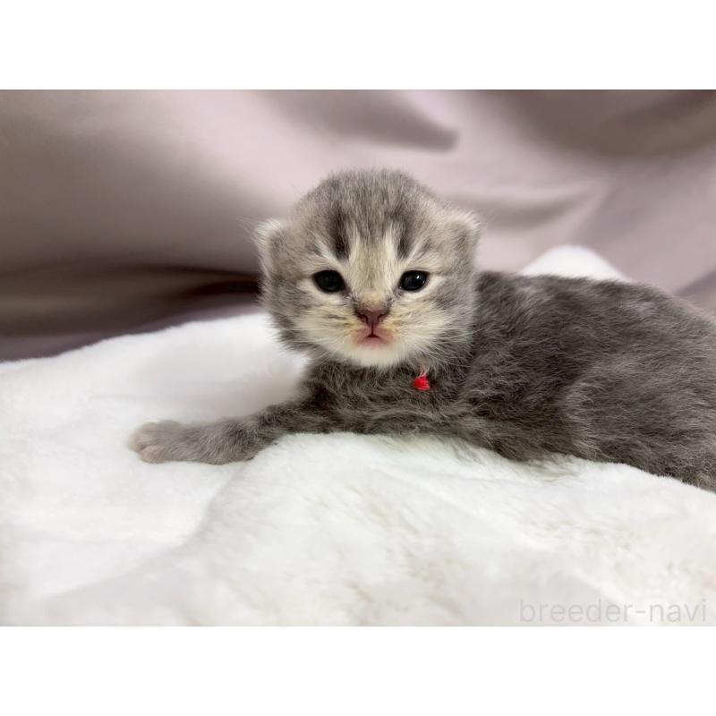 販売中の千葉県のラガマフィン-131381の4枚目