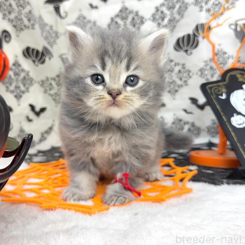 販売中の千葉県のラガマフィン-131381の3枚目