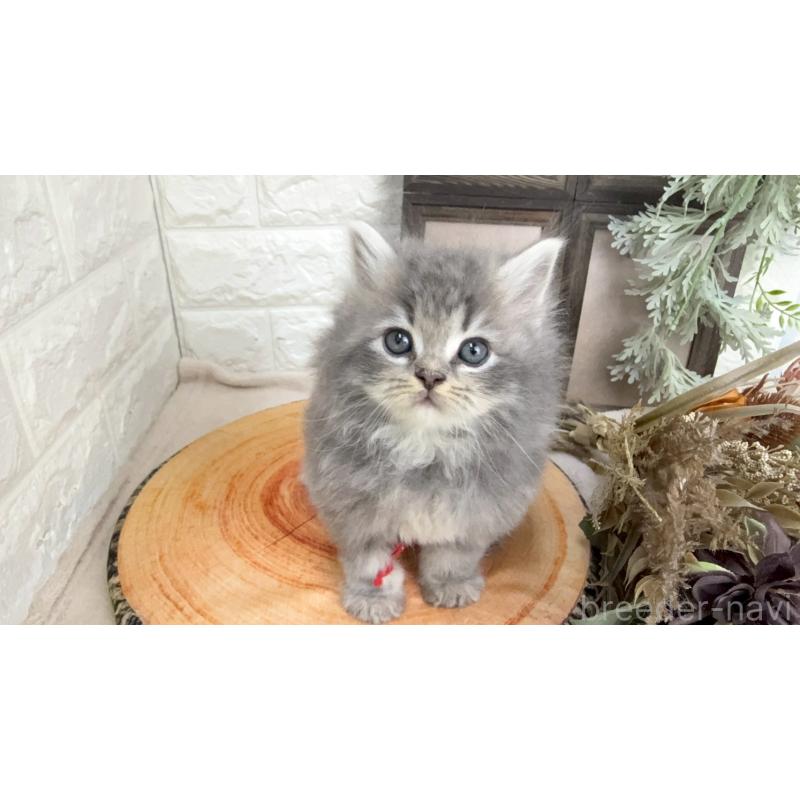 販売中の千葉県のラガマフィン-131381の2枚目