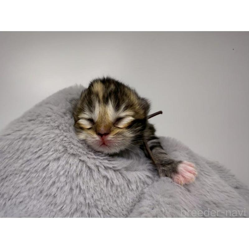 販売中の千葉県のラガマフィン-131382の4枚目