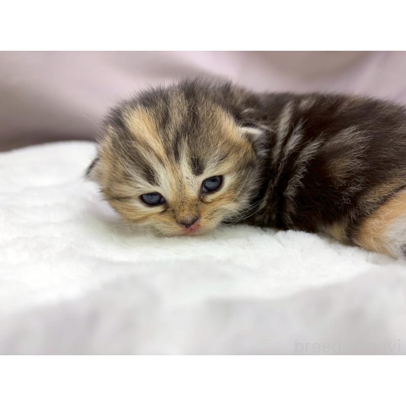 販売中の千葉県のラガマフィン-131382の5枚目