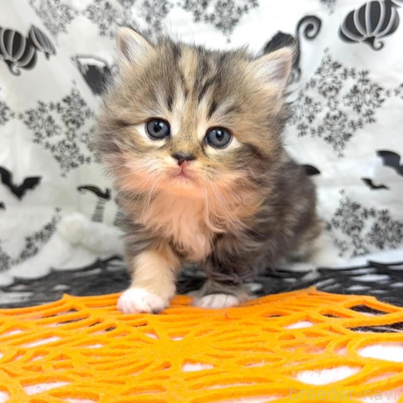 販売中の千葉県のラガマフィン-131382の3枚目