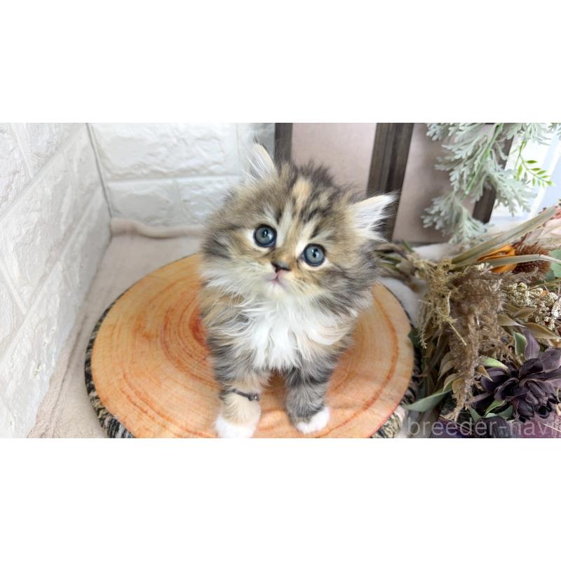 販売中の千葉県のラガマフィン-131382の2枚目