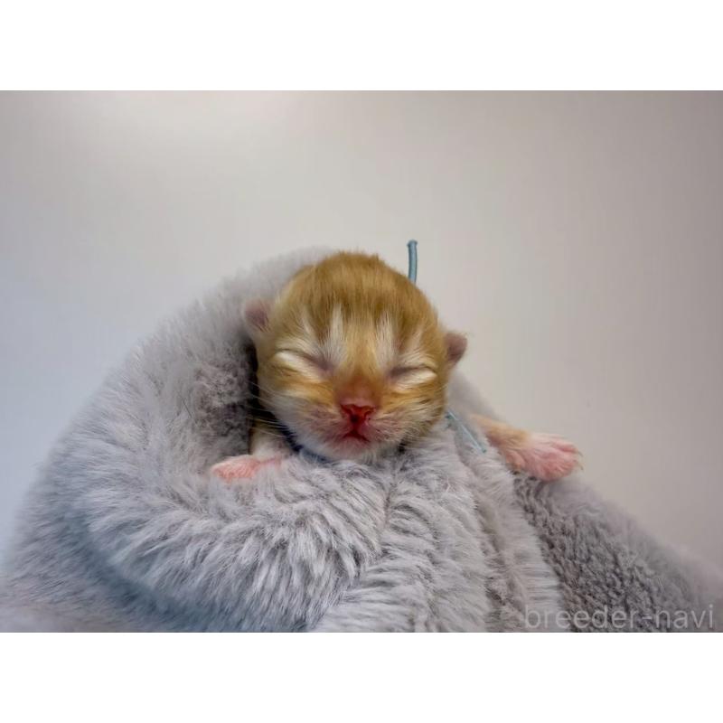 販売中の千葉県のラガマフィン-131383の4枚目