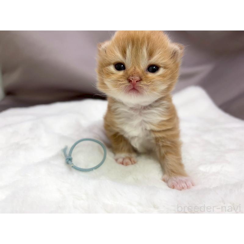 販売中の千葉県のラガマフィン-131383の3枚目