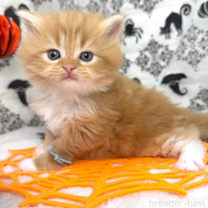 販売中の千葉県のラガマフィン-131383の2枚目