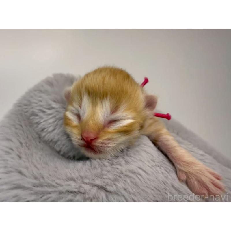 販売中の千葉県のラガマフィン-131384の5枚目