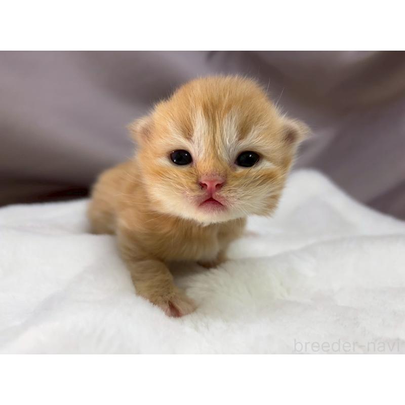 販売中の千葉県のラガマフィン-131384の4枚目