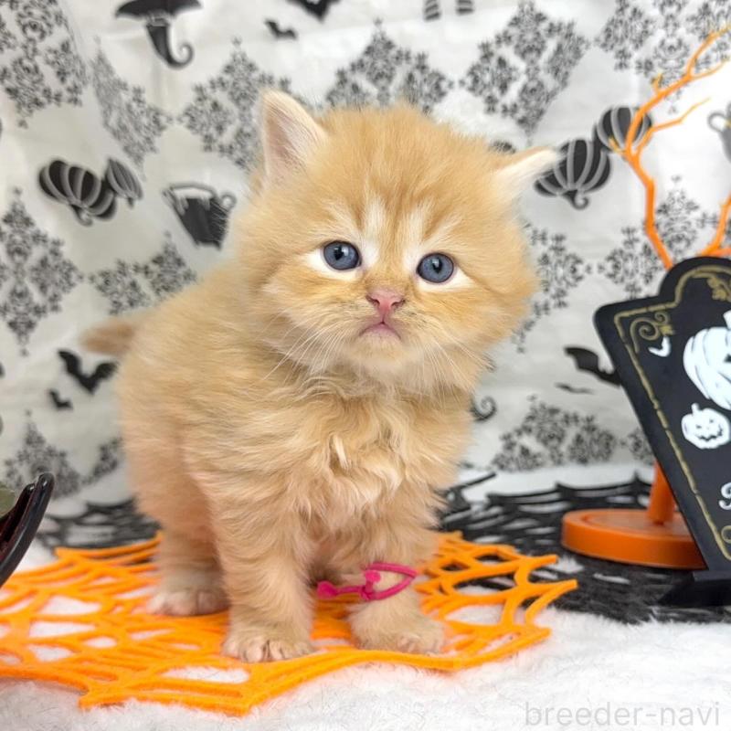 販売中の千葉県のラガマフィン-131384の3枚目