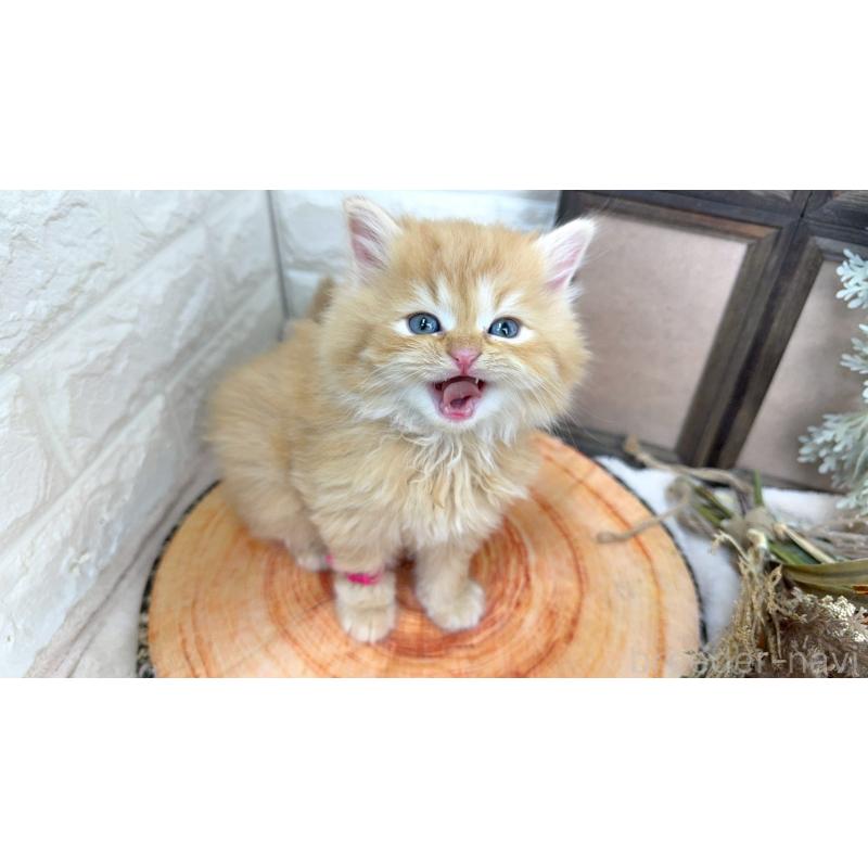 販売中の千葉県のラガマフィン-131384の2枚目