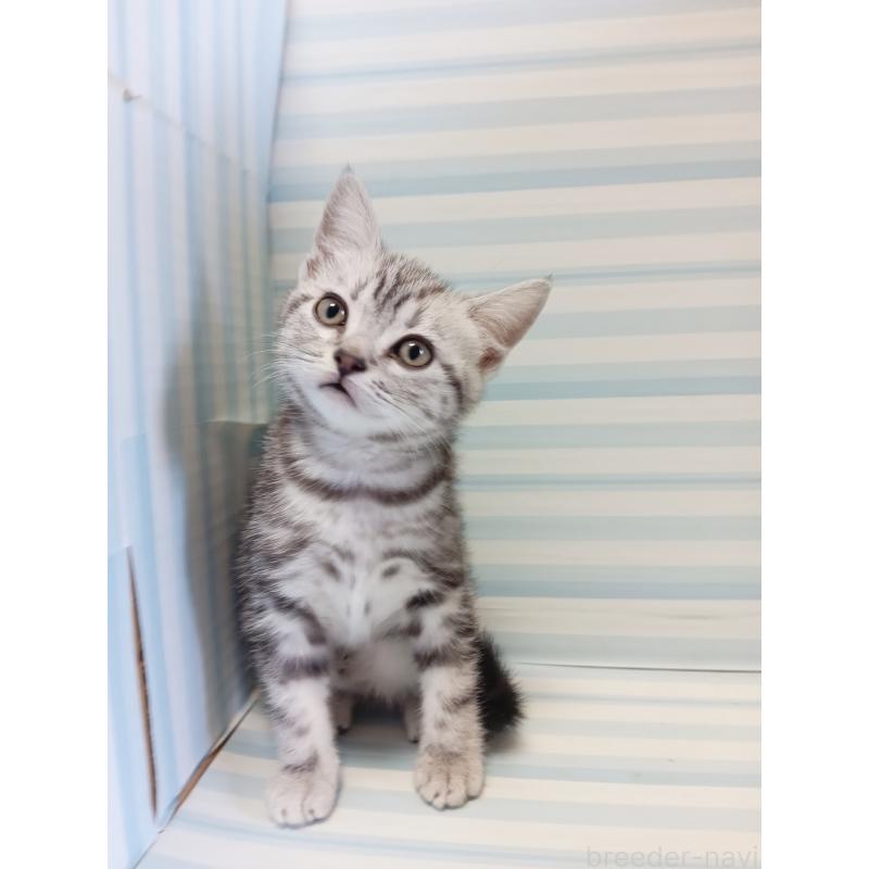 販売中の静岡県のアメリカンショートヘア-129479の5枚目