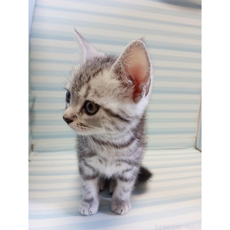 販売中の静岡県のアメリカンショートヘア-129479の4枚目