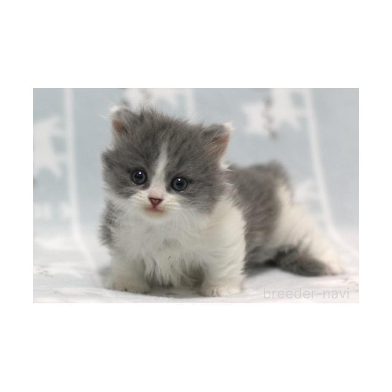 販売中の群馬県のミヌエット(短足)-131385の5枚目