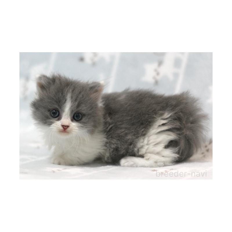 販売中の群馬県のミヌエット(短足)-131385の4枚目