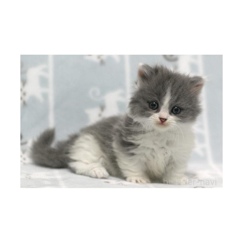 販売中の群馬県のミヌエット(短足)-131385の3枚目