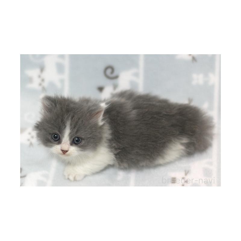 販売中の群馬県のミヌエット(短足)-131385の2枚目