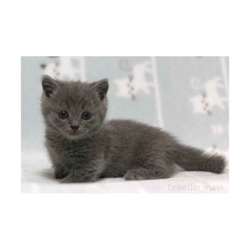 販売中の群馬県のミヌエット(短足)-131386の5枚目