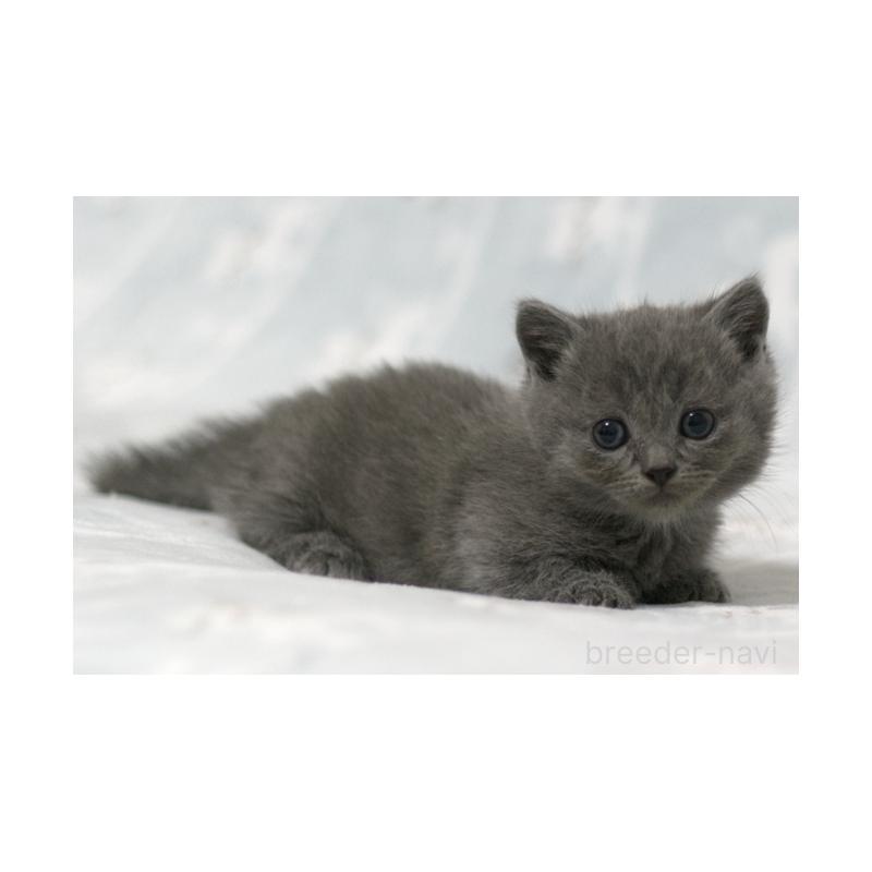 販売中の群馬県のミヌエット(短足)-131386の4枚目