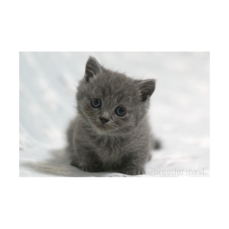 販売中の群馬県のミヌエット(短足)-131386の3枚目