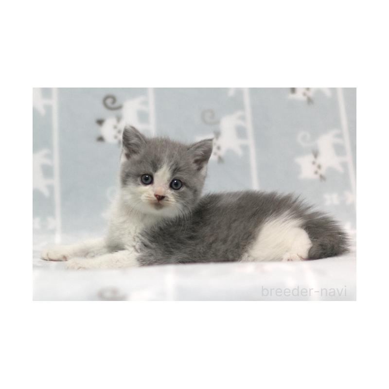 販売中の群馬県のミヌエット-131387の4枚目