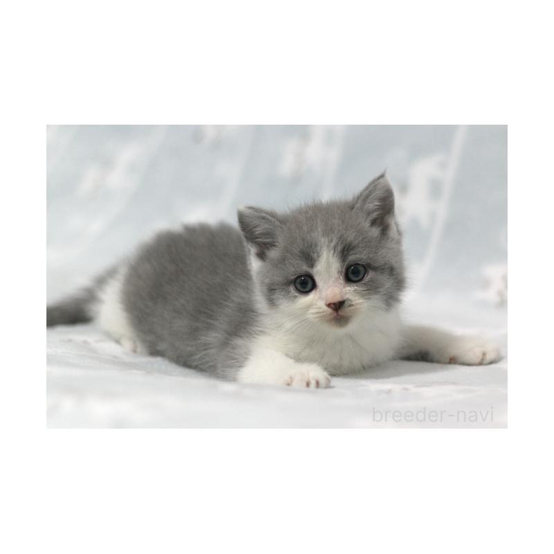 販売中の群馬県のミヌエット-131387の5枚目