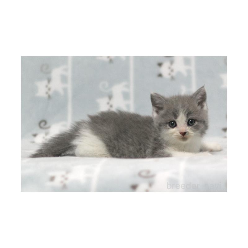 販売中の群馬県のミヌエット-131387の3枚目