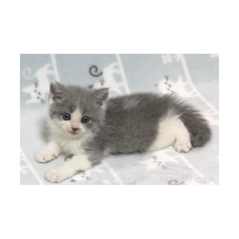 販売中の群馬県のミヌエット-131387の2枚目