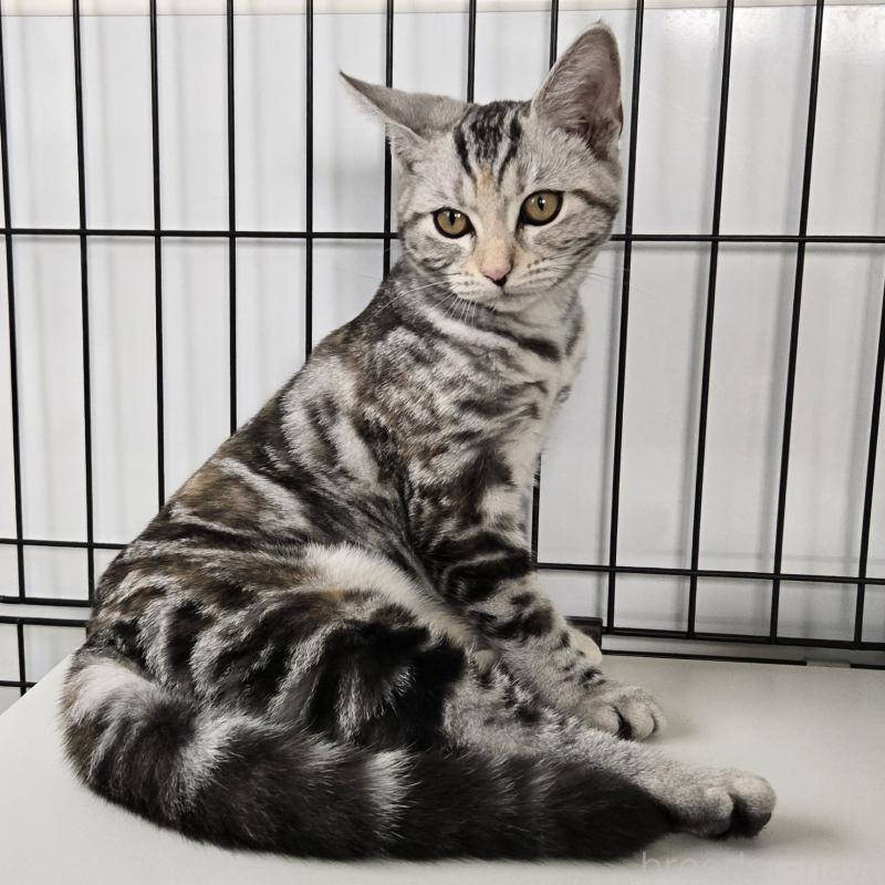 販売中の福岡県のアメリカンショートヘア-131389の5枚目