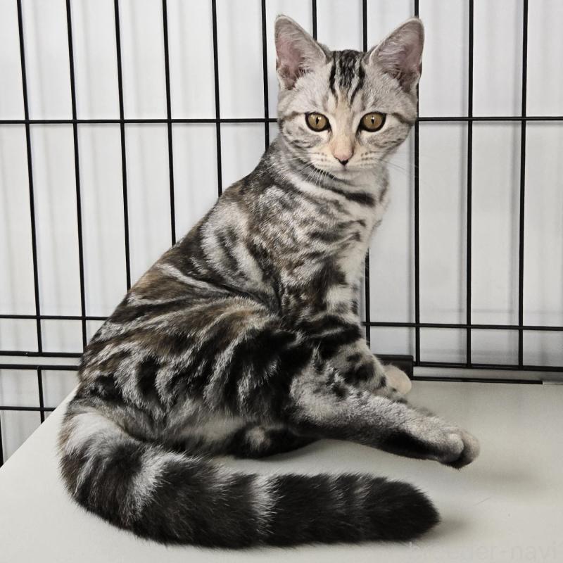 販売中の福岡県のアメリカンショートヘア-131389の1枚目