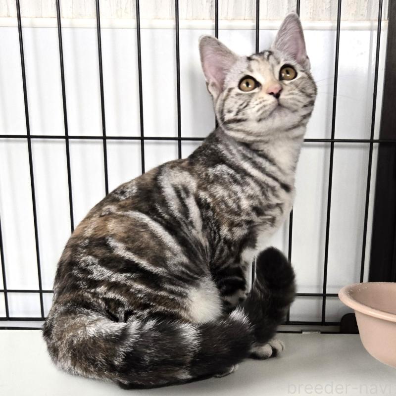 販売中の福岡県のアメリカンショートヘア-131389の4枚目