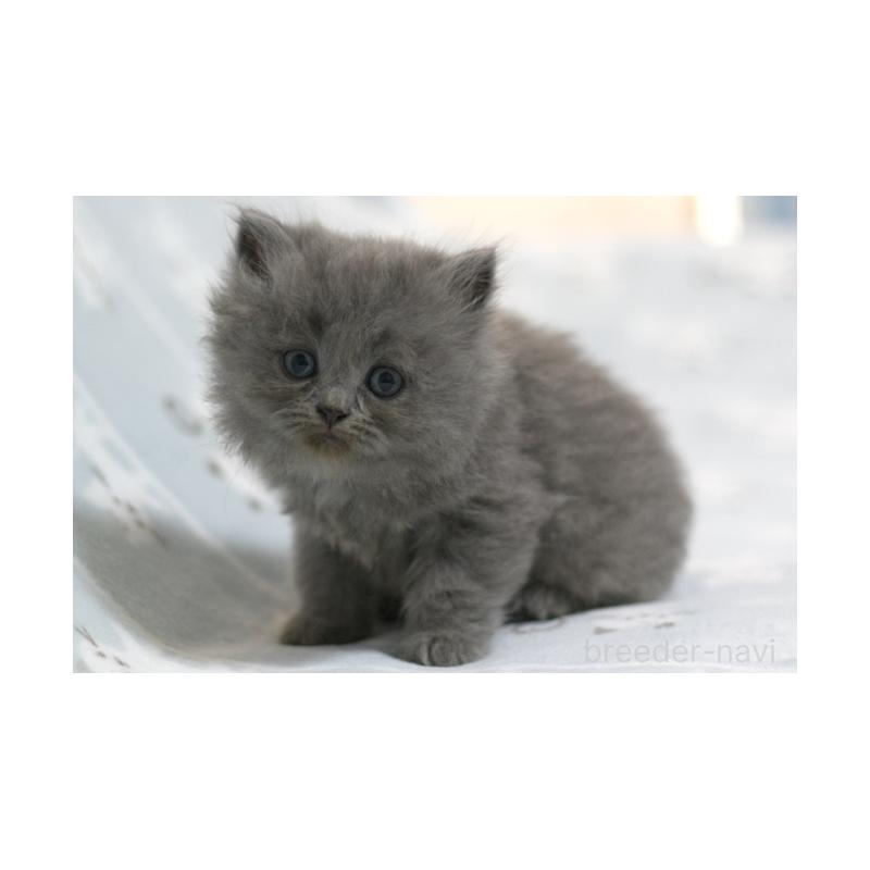 販売中の群馬県のミヌエット-131388の5枚目