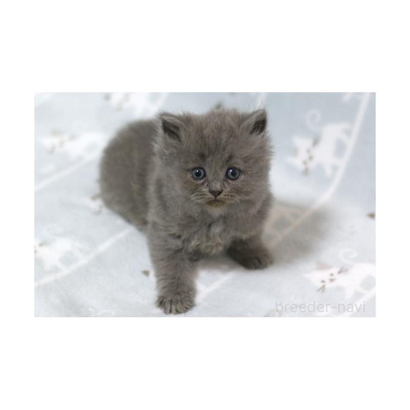 販売中の群馬県のミヌエット-131388の4枚目