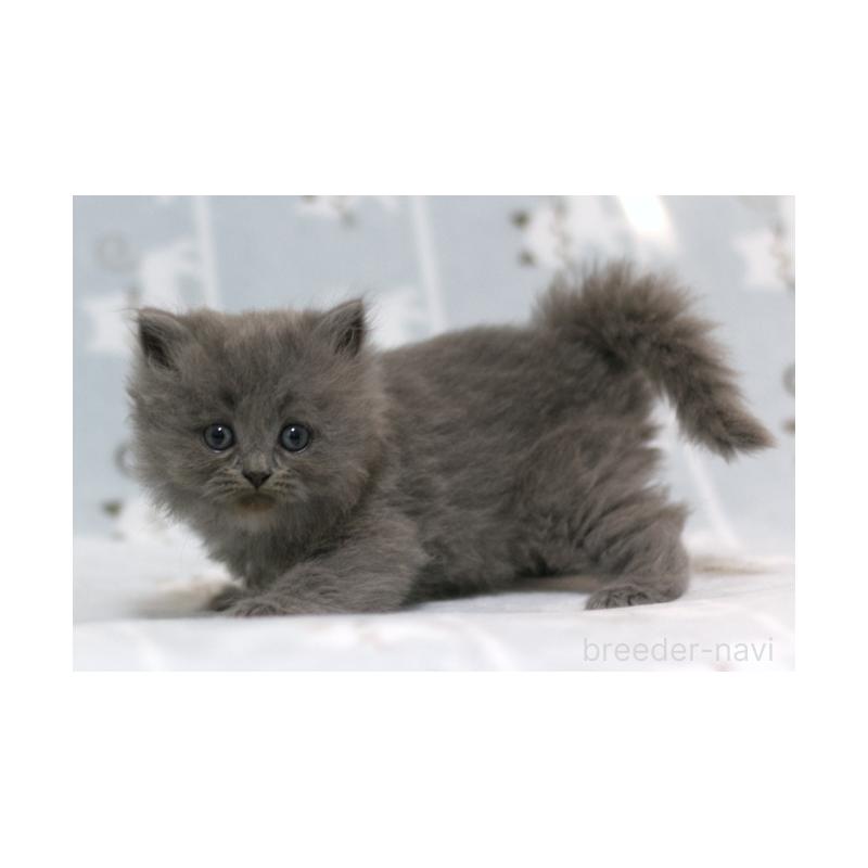 販売中の群馬県のミヌエット-131388の3枚目