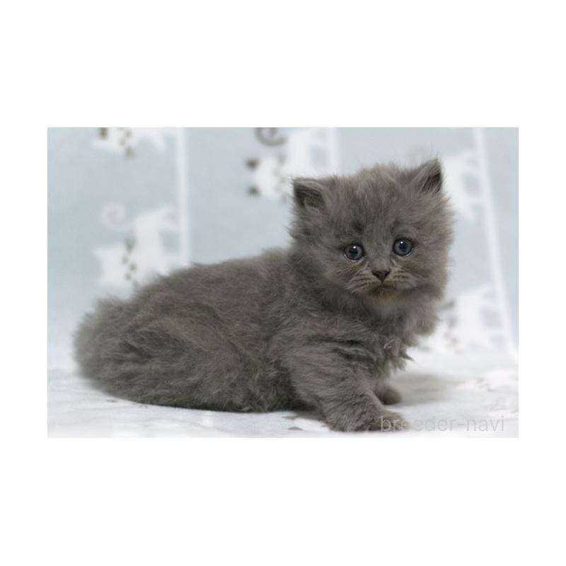 販売中の群馬県のミヌエット-131388の2枚目