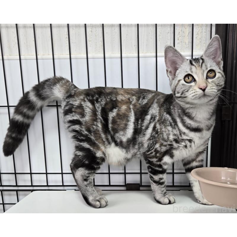 販売中の福岡県のアメリカンショートヘア-131389の3枚目