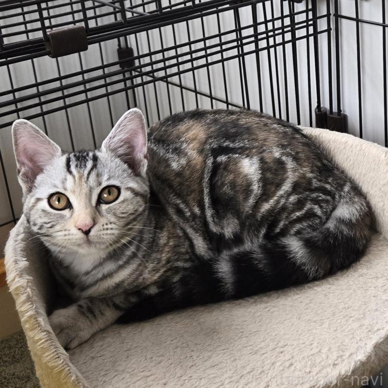 販売中の福岡県のアメリカンショートヘア-131389の2枚目