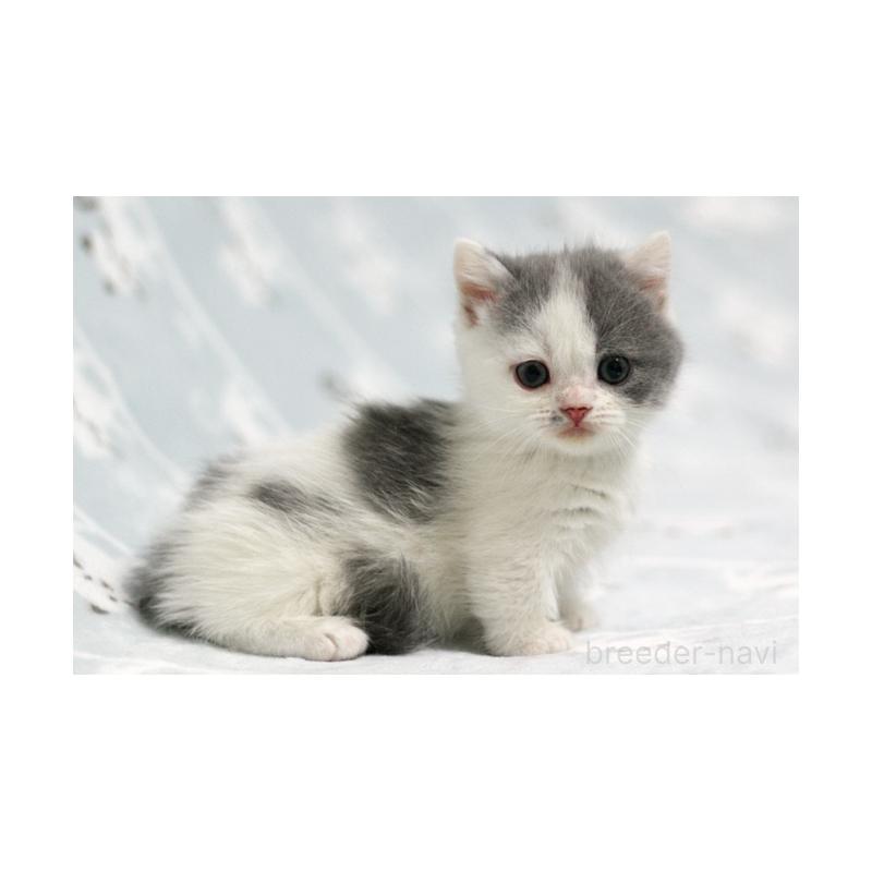 販売中の群馬県のミヌエット(短足)-131390の5枚目