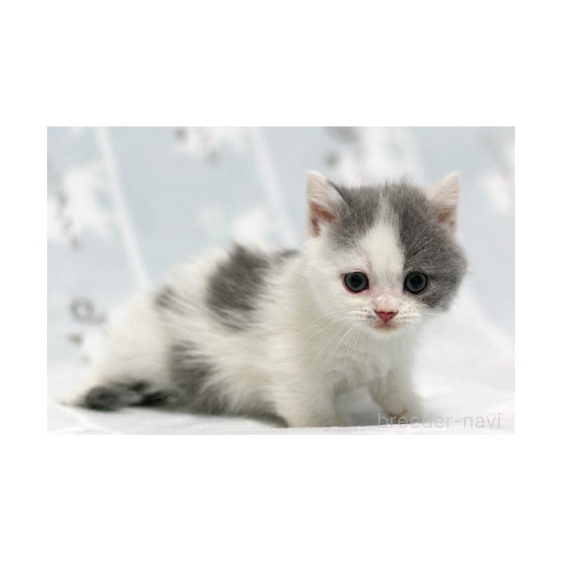 販売中の群馬県のミヌエット(短足)-131390の4枚目