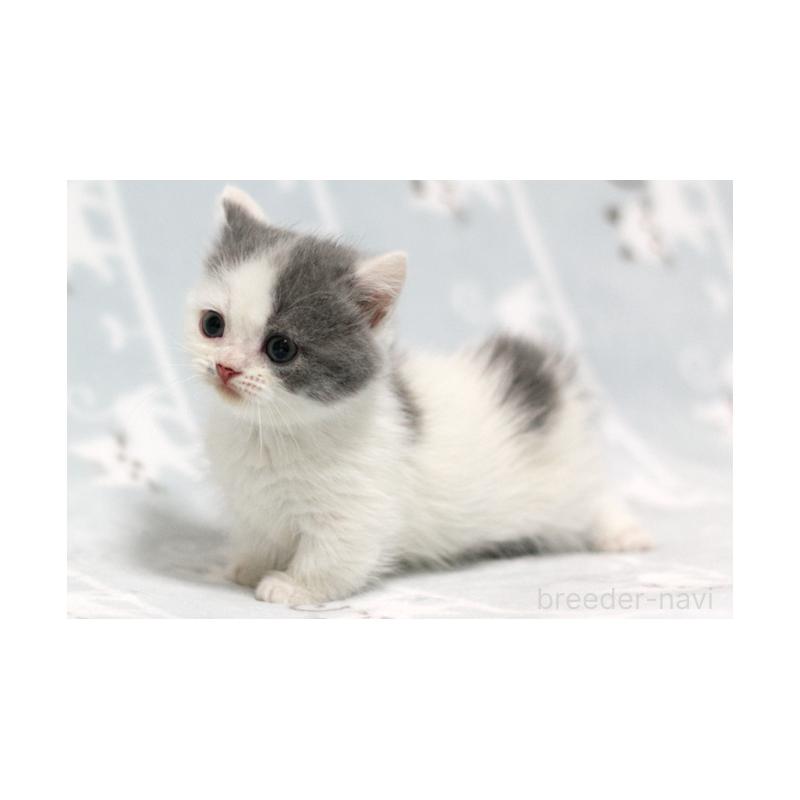 販売中の群馬県のミヌエット(短足)-131390の3枚目