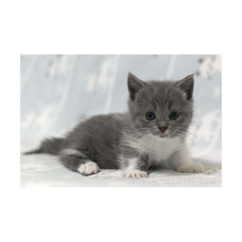 販売中の群馬県のミヌエット(短足)-131391の4枚目