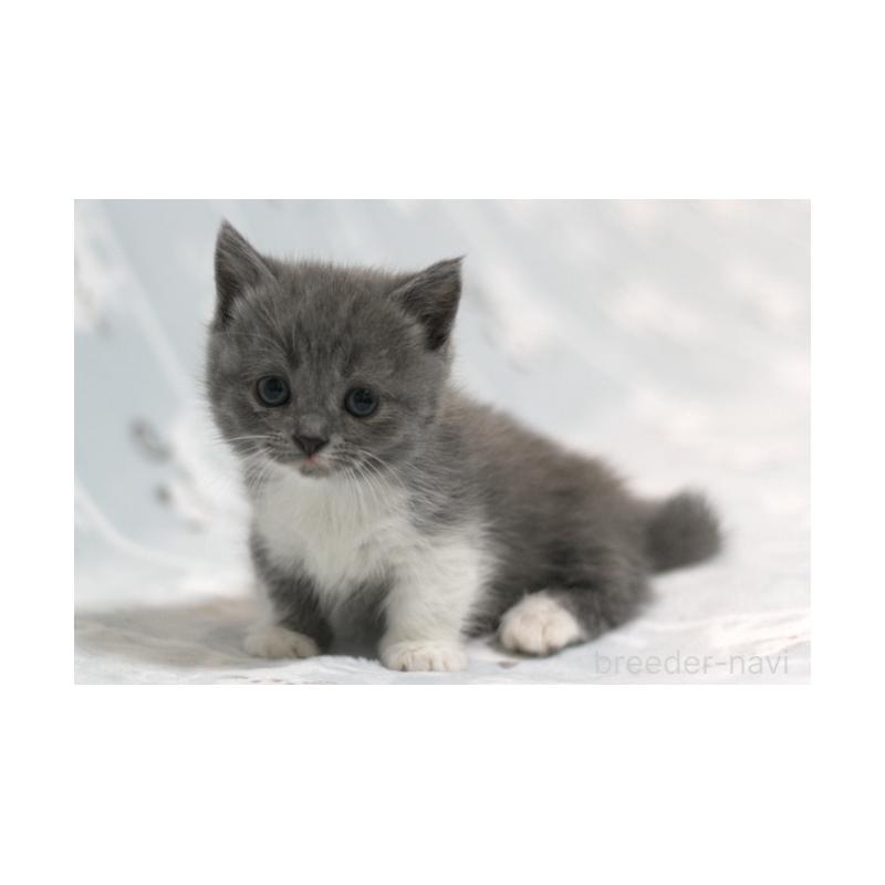 販売中の群馬県のミヌエット(短足)-131391の3枚目