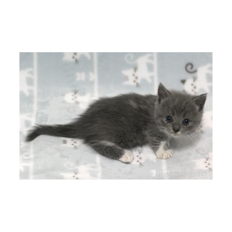 販売中の群馬県のミヌエット(短足)-131391の2枚目