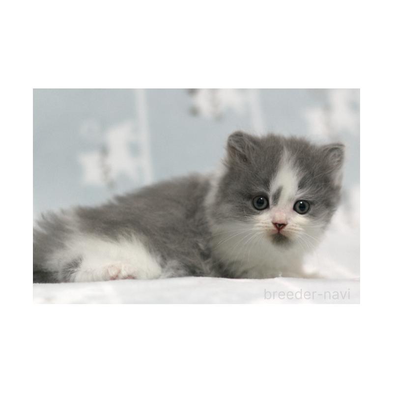 販売中の群馬県のミヌエット-131392の5枚目